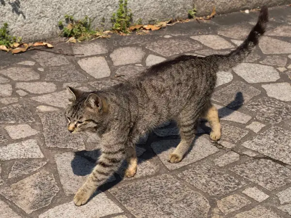 Cat, Enfuku temple